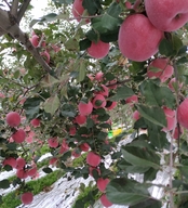 庆阳宁县盘克永宏果业专业种植场的小店