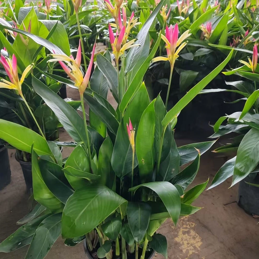 富贵鸟室内花卉绿植盆栽客厅卧室好养大气天堂鸟吸甲醛发财鸟简约