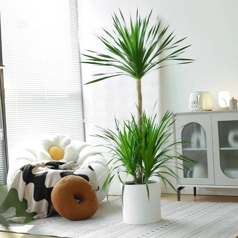 龙血树龙须树双层多头大型绿植室内客厅净化空气除甲醛北欧风网红