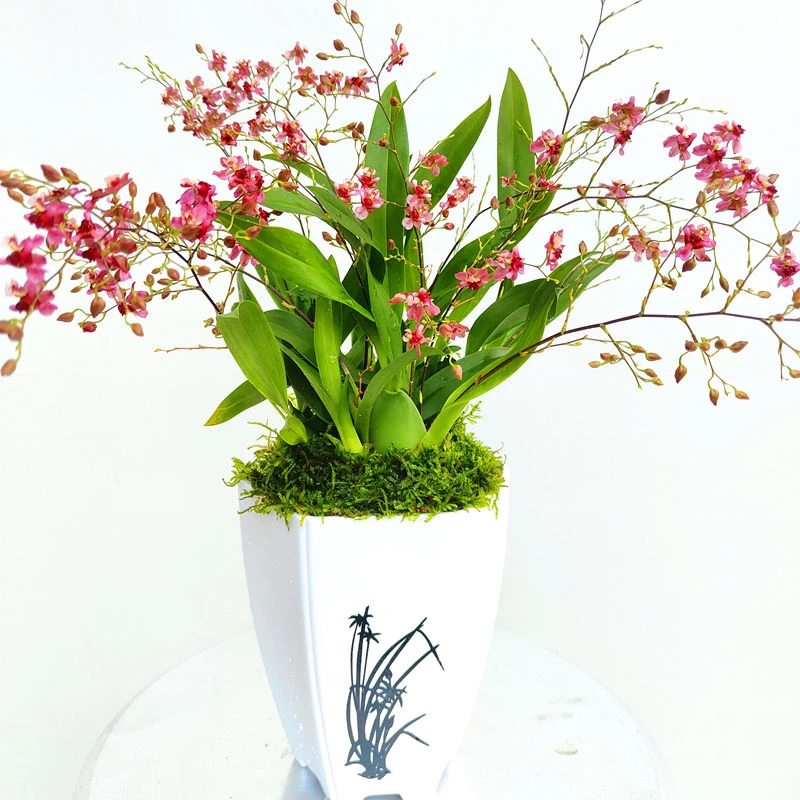 文心兰梦香兰带花苞浓香花卉绿植水苔盆栽室内客厅易活跳舞兰香味