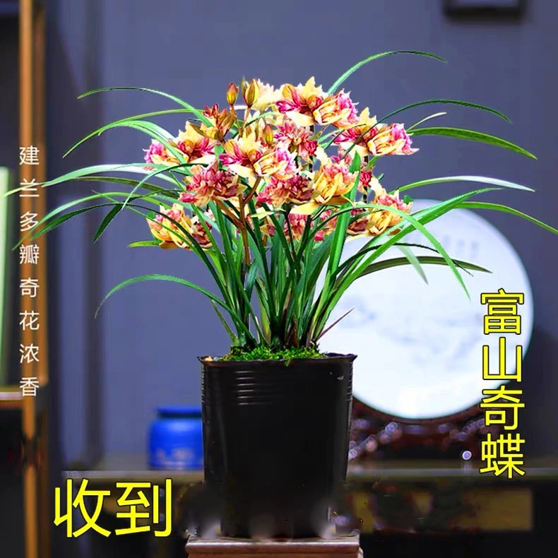 兰花苗建兰奇花浓香型富山奇蝶室内盆栽好养易活阳台庭院
