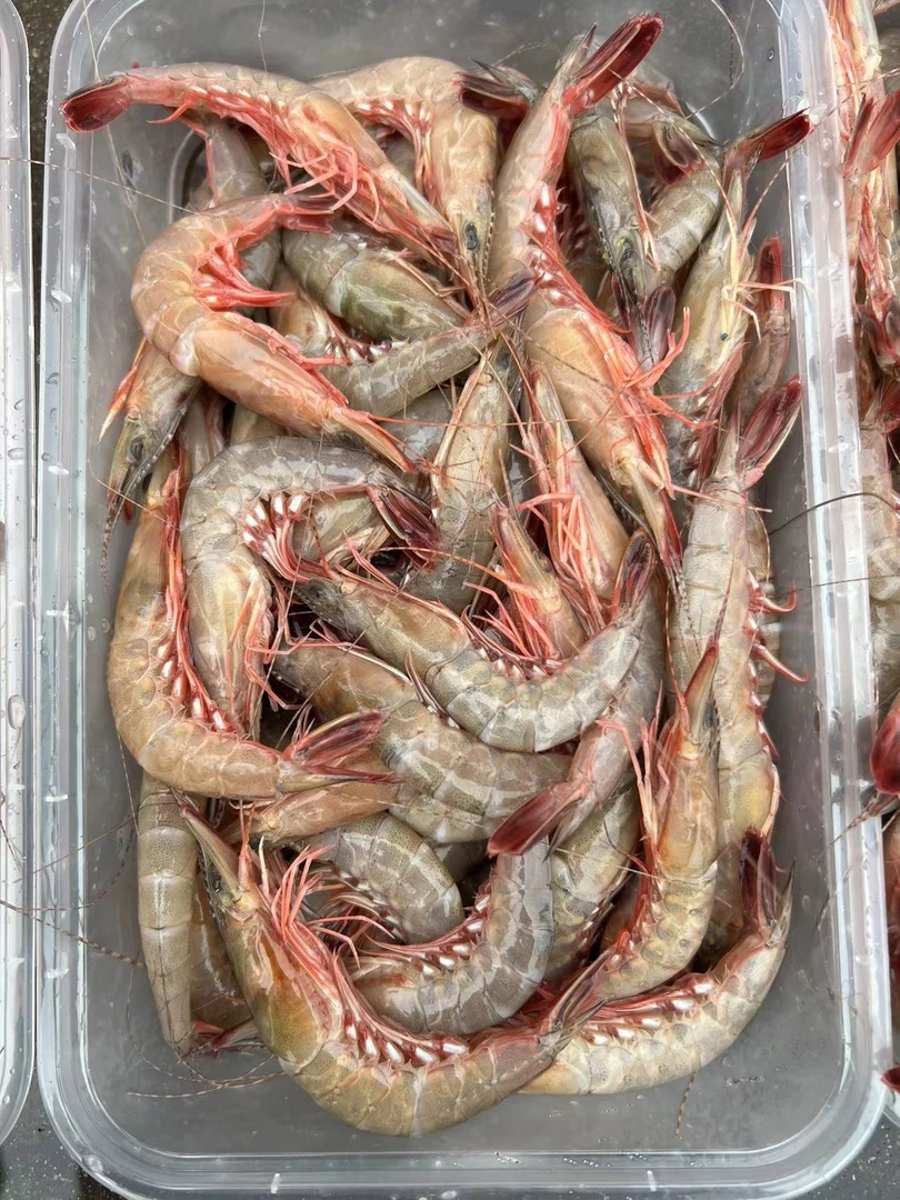 【海捕剑虾】到手5斤肉质新鲜细嫩营养顺丰包邮到家