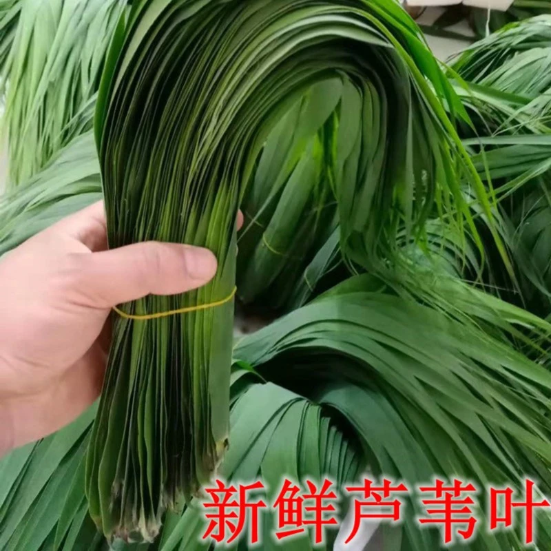 宠粉新鲜芦苇叶现摘现发手工挑选粽叶无添加