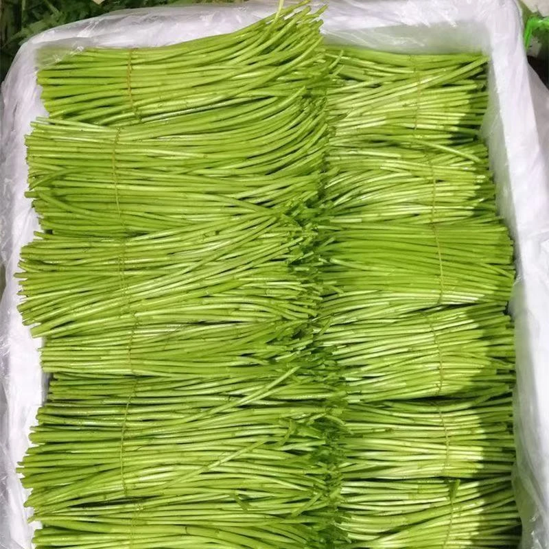 当天现摘现发苏北鲜嫩芦蒿菜藜蒿去叶切根新鲜净菜