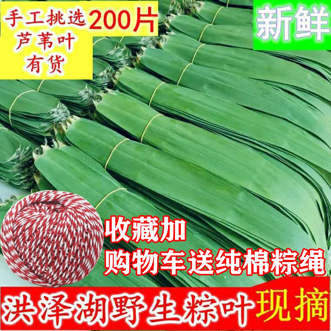 正宗芦苇叶粽叶现摘现发新鲜芦苇叶粽子叶手工挑选