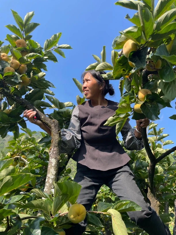 保山丙麻甜脆柿小果（单果100-150克）