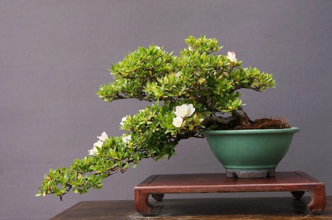 皋月杜鹃，原土原盆进口