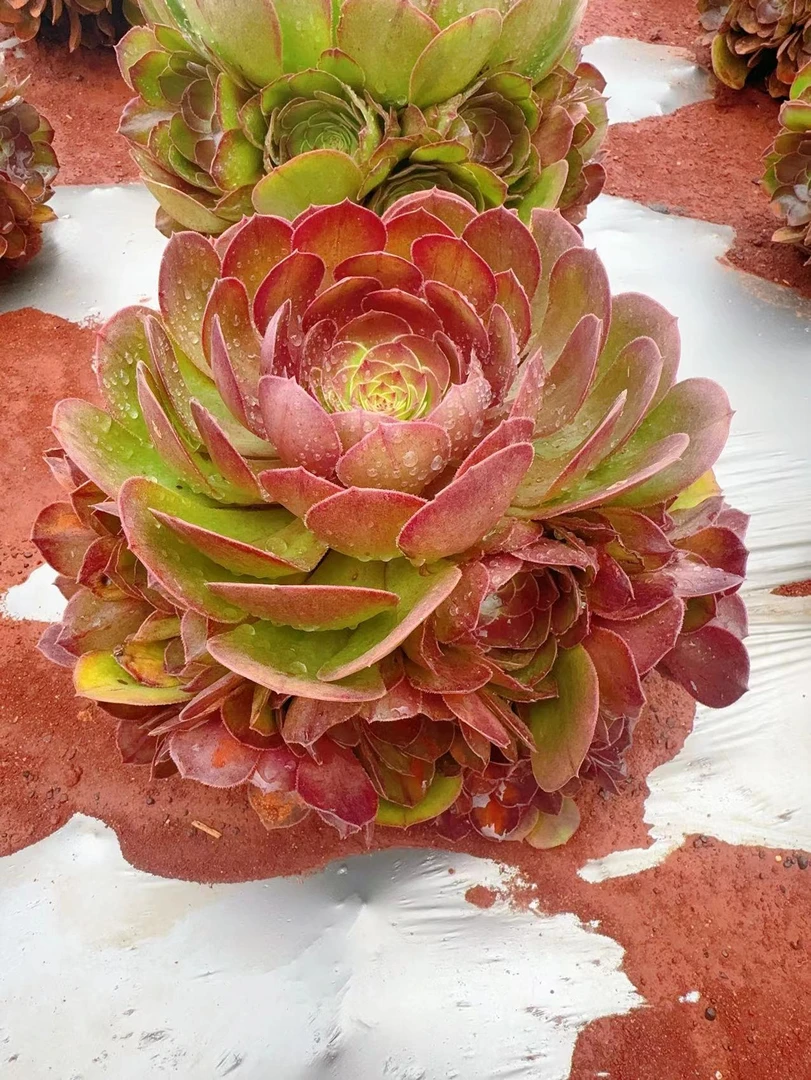 【万圣节】  新手必拍 好看好养 多肉植物云南昆明发货