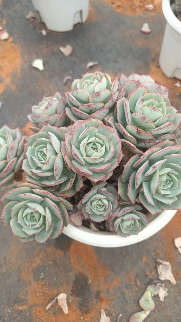 克罗地亚玫瑰 新手必拍 好看好养 瑕疵不售后