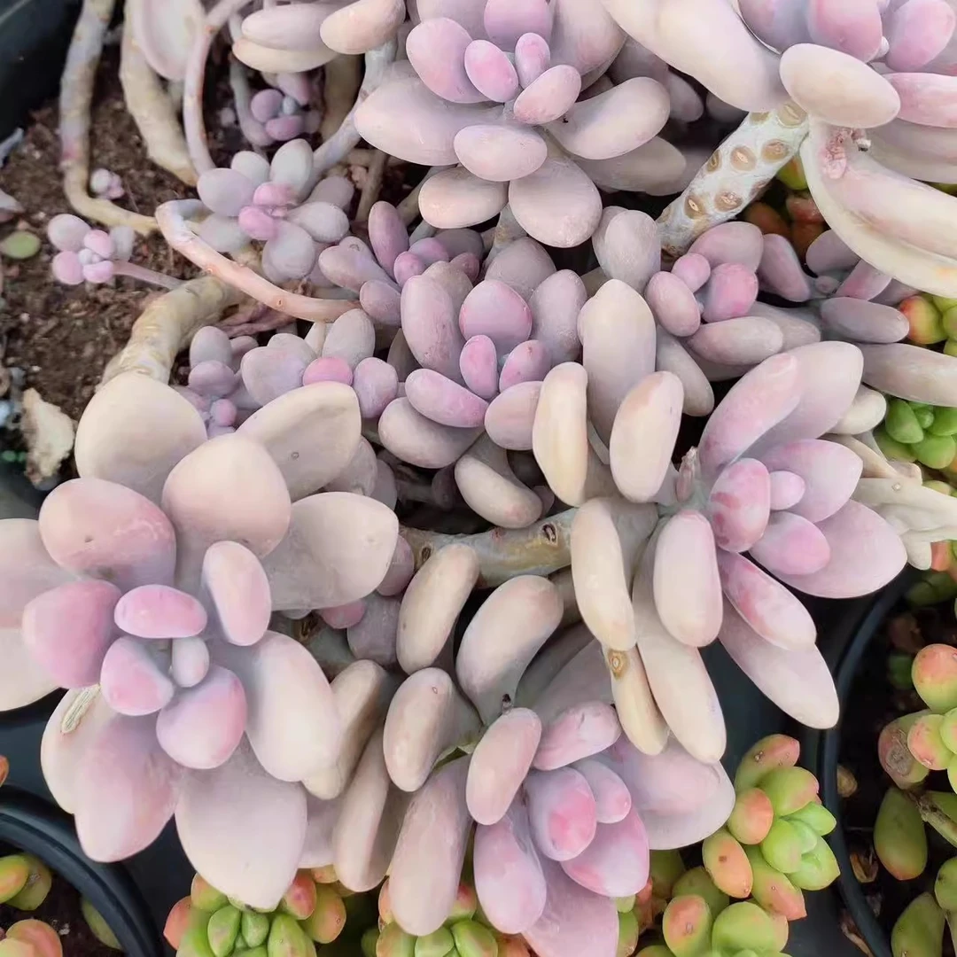 精品桃蛋拍一发二 新手必拍 好看好养 多肉植物云南昆明发货