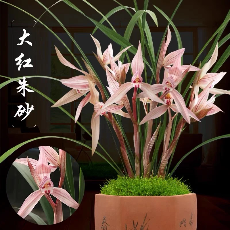 自家兰园养殖幽香室内盆栽植物绿植好养花卉兰花苗