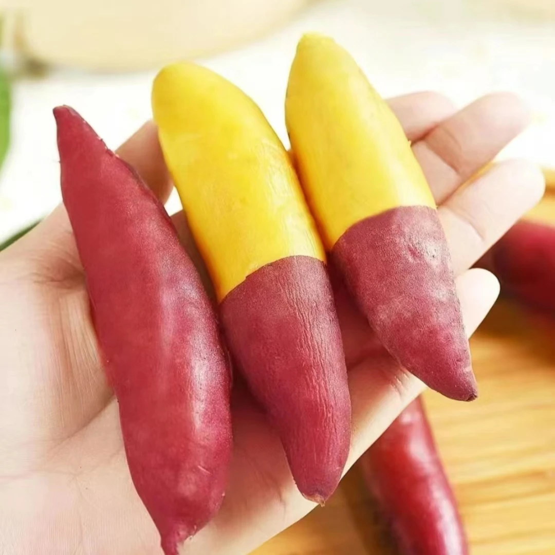 天目山小香薯【鲜果现挖】红皮黄心软糯香甜粗粮地瓜板栗薯带箱5斤