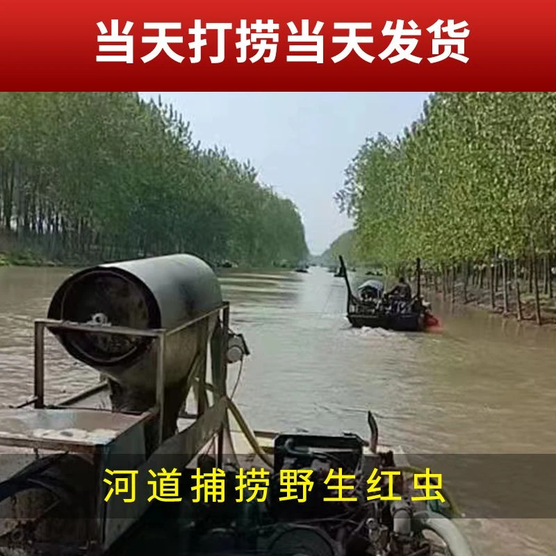 鲜活特大号大号中号小号公虫干净鲜活江河湖水库野钓