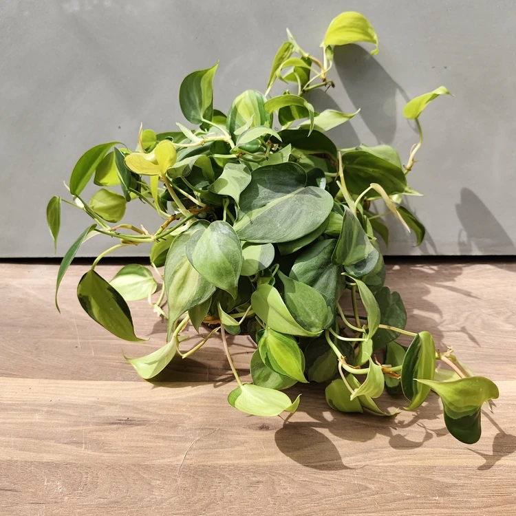 新疆包邮杏叶藤水培绿植盆栽爬藤吊兰耐阴喜水室内垂吊观叶植物