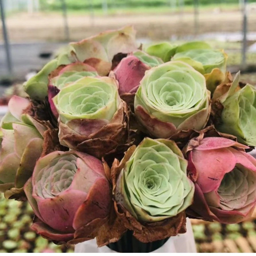山地玫瑰花材。（可以做小花束等 具有一定效果的艺术感）品牌满天星