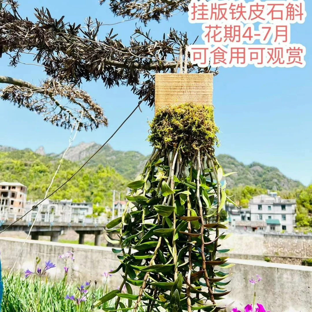 挂板季节盆景栽培无公害绿植珍品种原生高档生态环保培植花卉