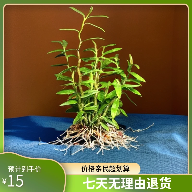 正宗雁荡山铁皮石斛裸苗带木屑发货开花种植季节出售自然遮阴养生