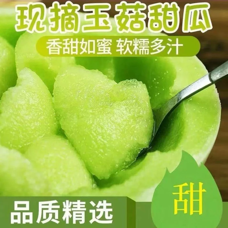 山东玉菇甜瓜新鲜水果应当季4.5斤蜜瓜冰淇淋哈脆甜密瓜