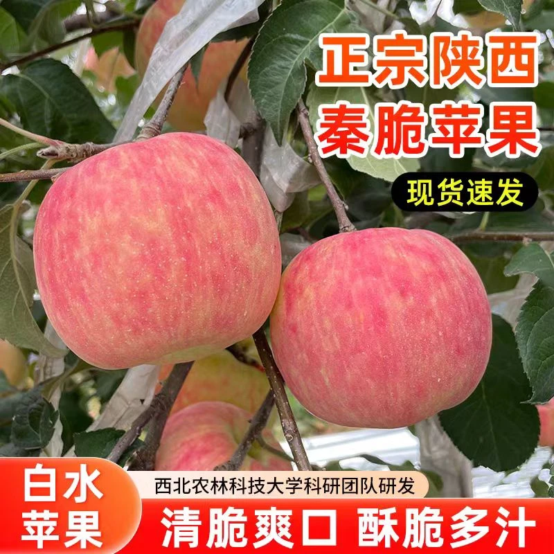 陕西白水秦脆苹果2斤新品种脆甜爽口当季新鲜 产地直发包邮