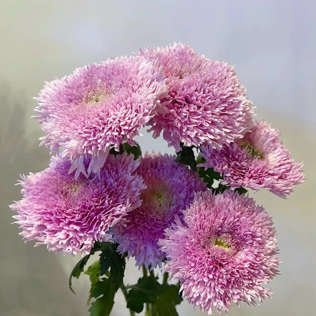 【藩篱匠人/面包菊】【伊斯科特粉】花努力耐养办公居家装饰花材