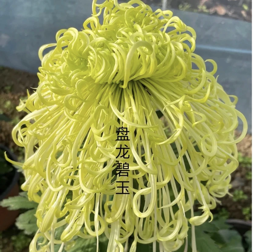【盘龙碧玉】大花菊花盆栽九月菊耐寒新手好养四季开花室内绿植花卉