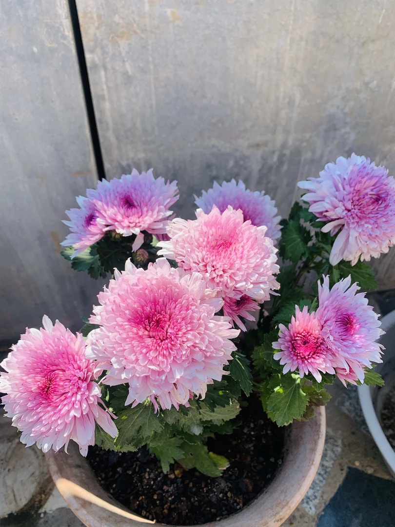 【荷塘月色】菊花盆栽大花带花苞发货耐寒好养花期四季开花绿植花卉