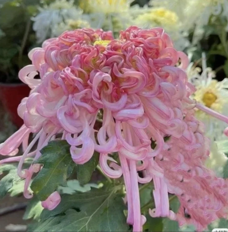 【沽水流霞】菊花盆栽带花苞发货花期开花栽植大小发货多个养殖客厅