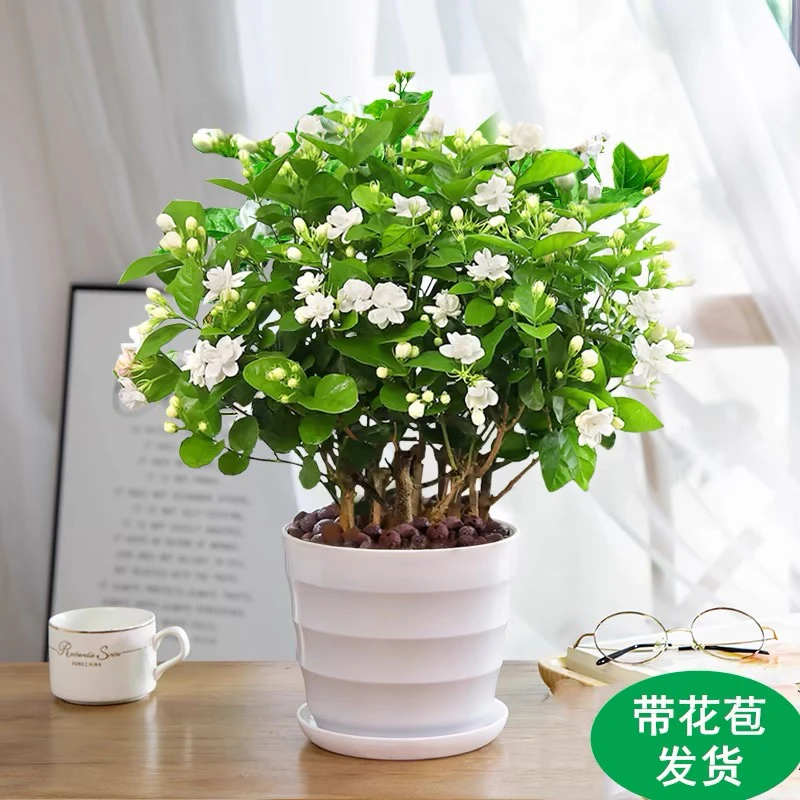 香水茉莉重瓣花盆栽浓香带花苞四季开花阳台室内绿植好养活适合