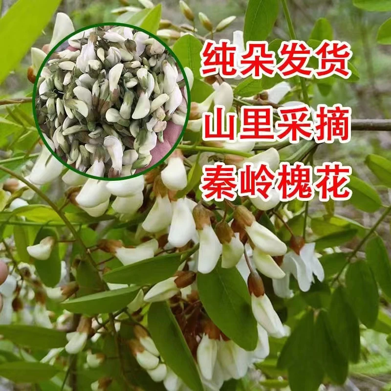 【顺丰冷链】河南灵宝秦岭山野生洋槐花，天然花香新鲜纯正