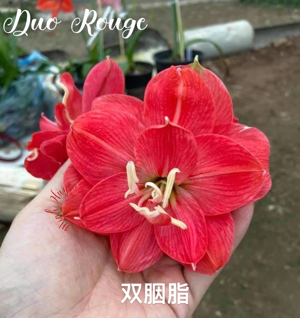 S孤挺花园 双胭脂（小花）裸球