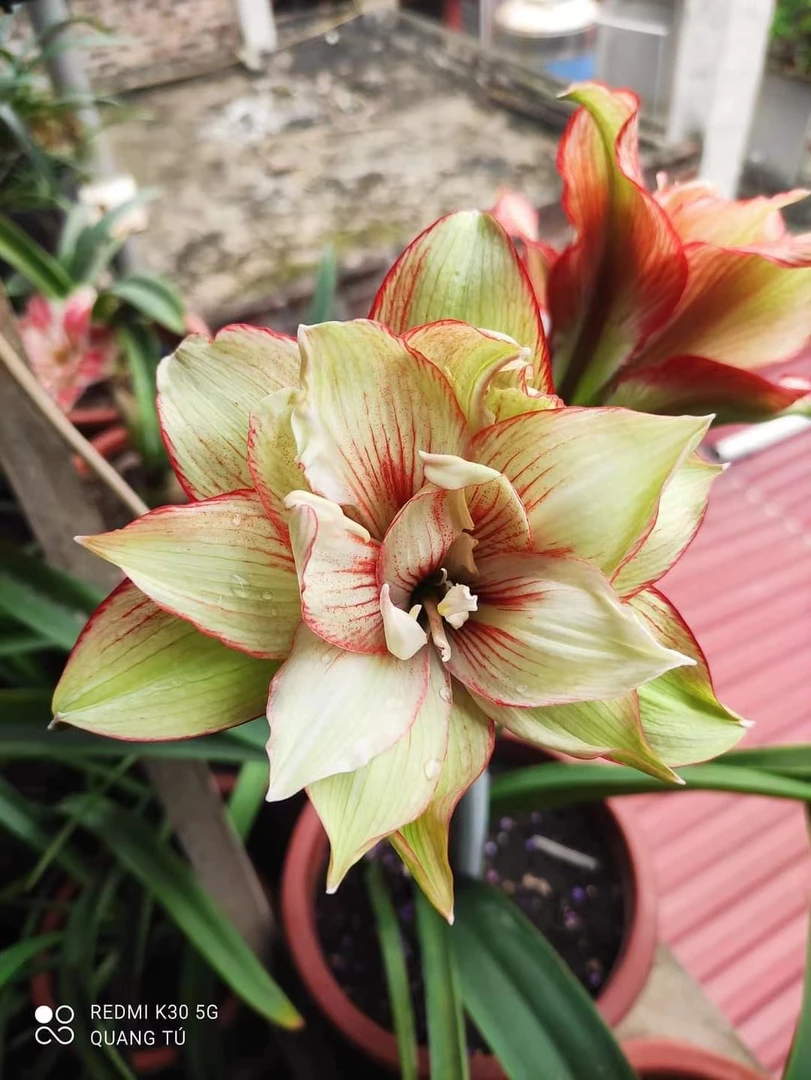 S孤挺花园 亚瑟王 裸球