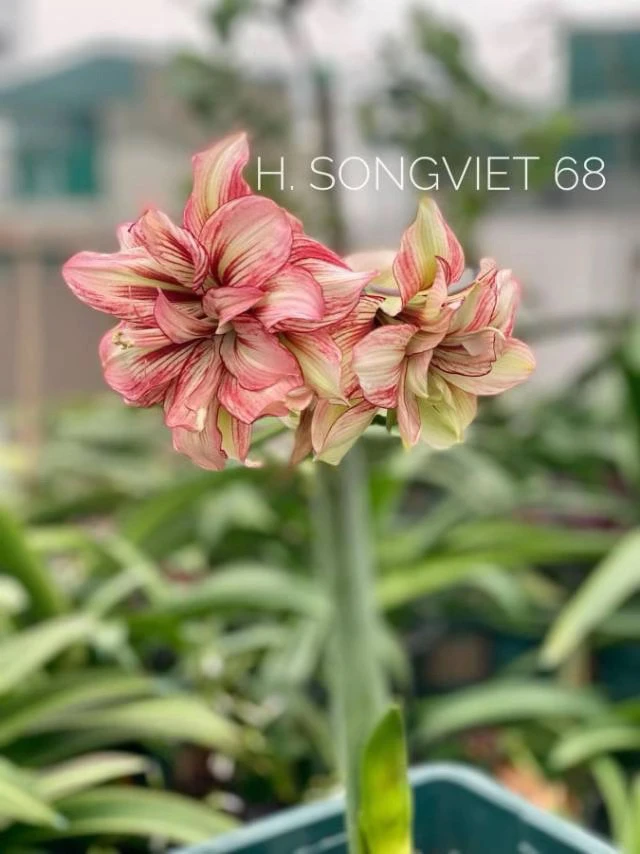 S孤挺花园  Sv68 裸球