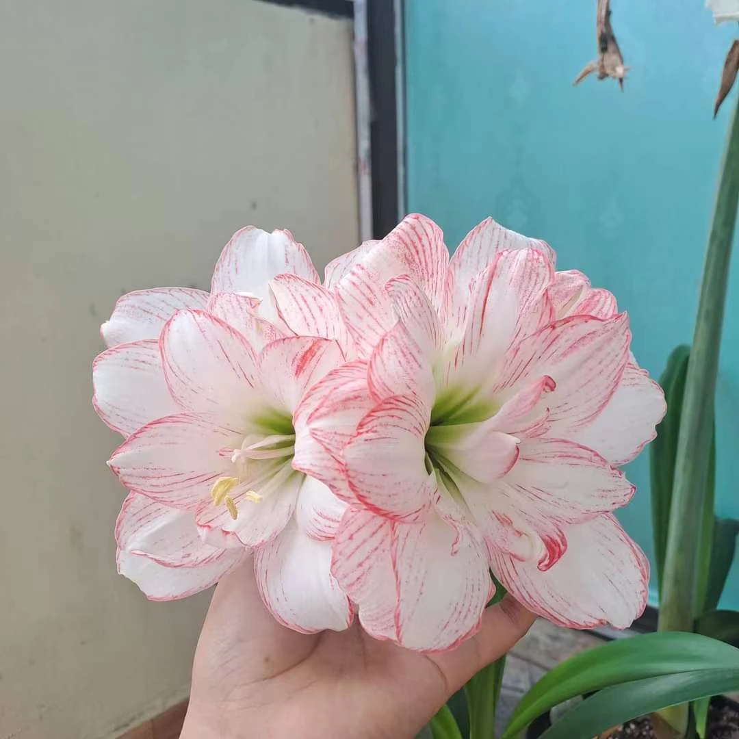 S孤挺花园  可爱多/春彩 裸球