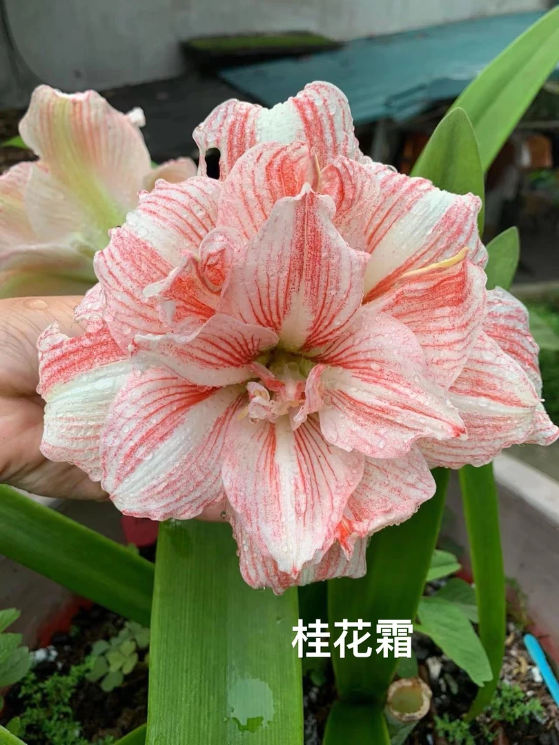 S孤挺花园 越南朱 桂花霜 裸球