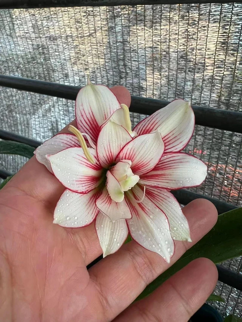 S孤挺花园  朱顶红 Sv20 裸球4.8-5（表皮有疤）