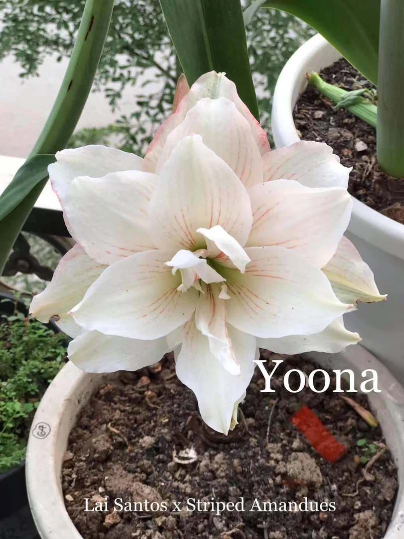 S孤挺花园 Yoona（肋）裸球