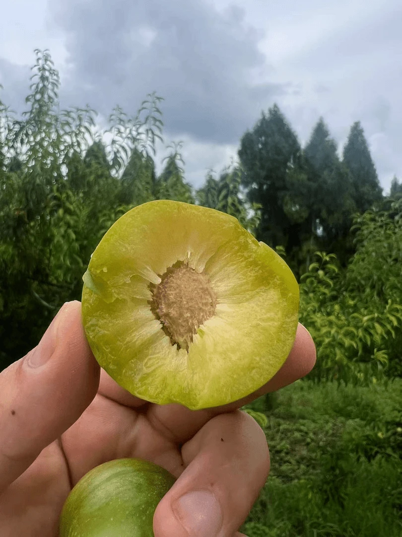 四川脱骨李子5斤新鲜水果巫山脆李当季青脆李整箱半边红茵李限秒