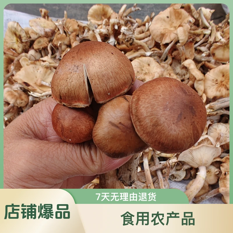 黑龙江大兴安岭东北特产野生草蘑菇.鸡腿蘑菇干货