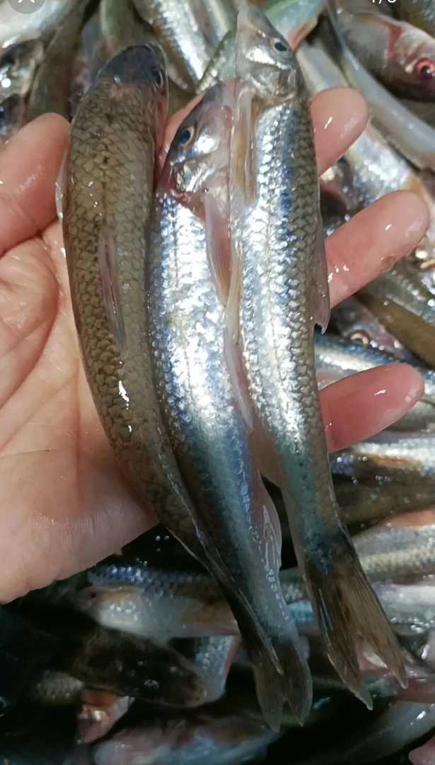 东北黑龙江大兴安岭野生冷水鱼船钉子2斤包邮