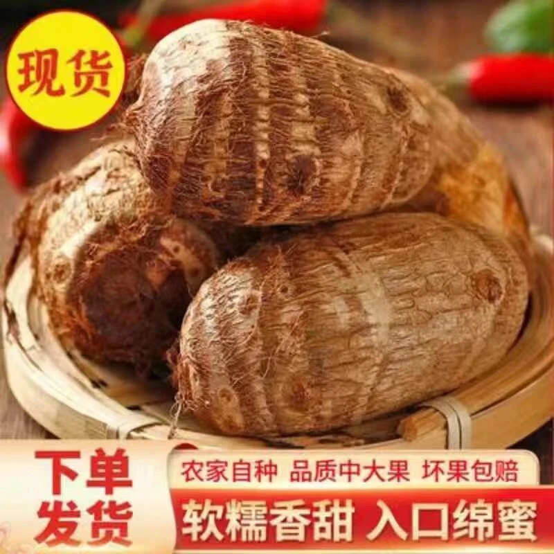 山东莱阳沙地毛芋头牛奶小芋头软糯香甜新鲜现挖现发