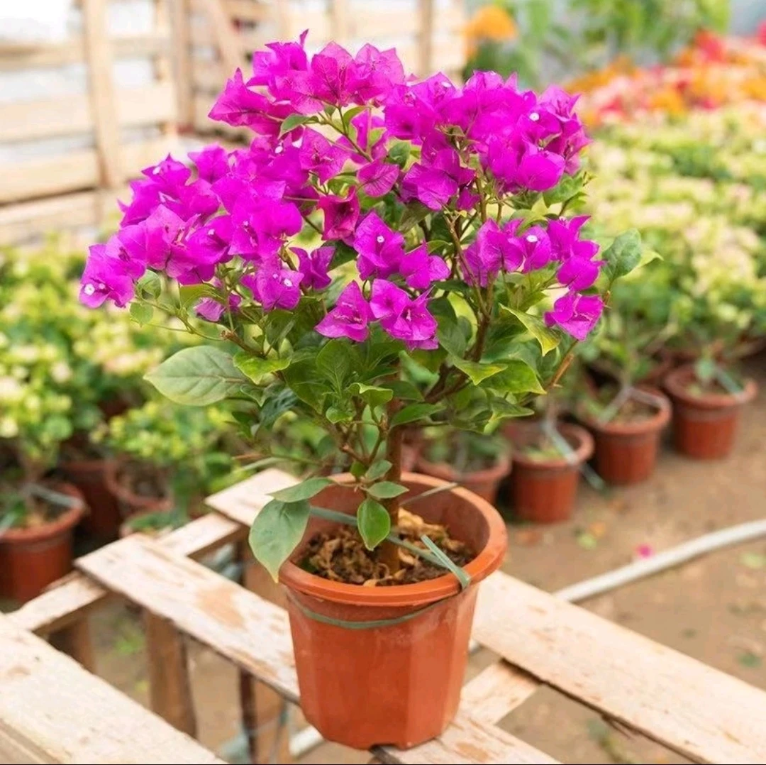 【安格斯云南紫】四季开花耐寒三角梅绿植盆栽基地直发紫色