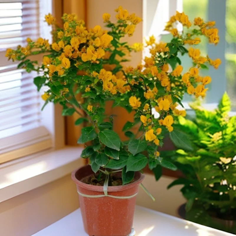 【加州黄金】四季开花爬藤三角梅绿植盆栽基地基地直发黄色成活养护