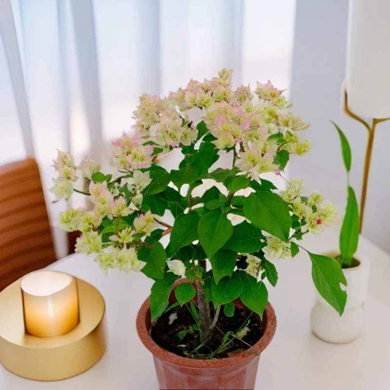 【重瓣系列】三角梅绿植盆栽基地直发成活不掉花养护