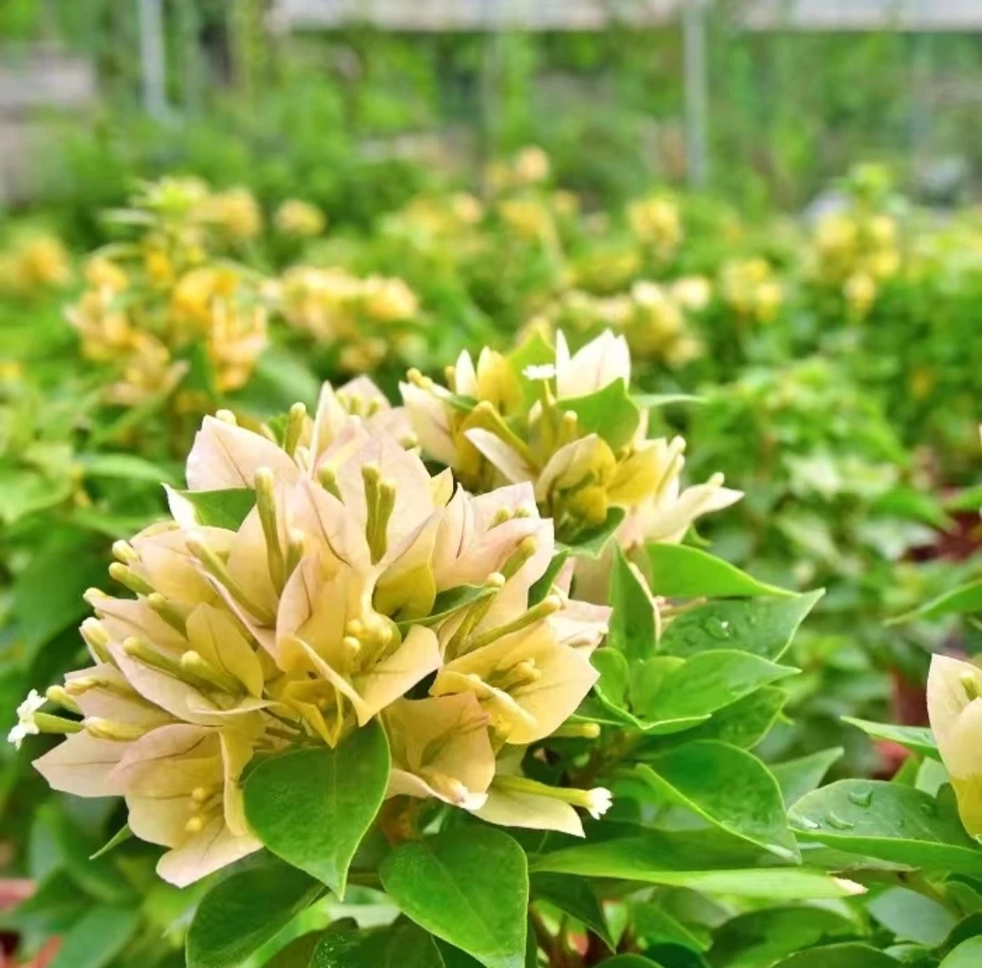 【塔黄】重瓣三角梅花苗魅力四季开花爬藤魅力大苗盆栽花卉植物