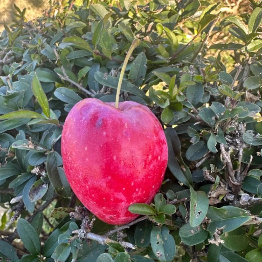 【瑕疵果】东北特产鸡心果锦绣海棠脆甜多汁新鲜小苹果沙果