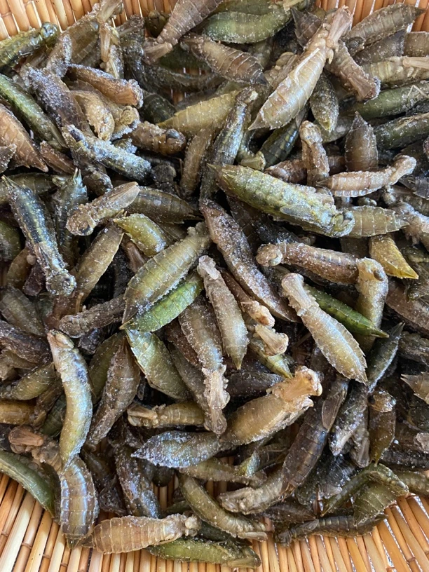 鬼蜻蜓蜻蜓蛹水娄沟速冻昆虫冷冻蜻蜓长形蜻蜓长体水蜻蜓幼虫