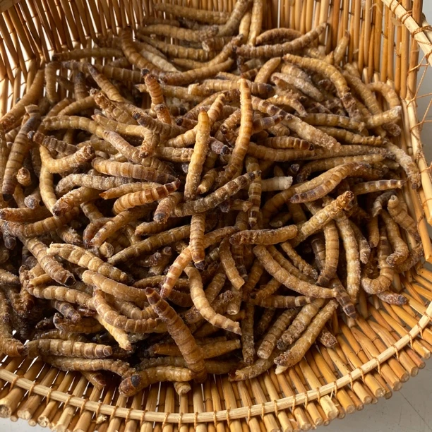 大麦虫面包虫山东大麦虫速冻顺丰包邮