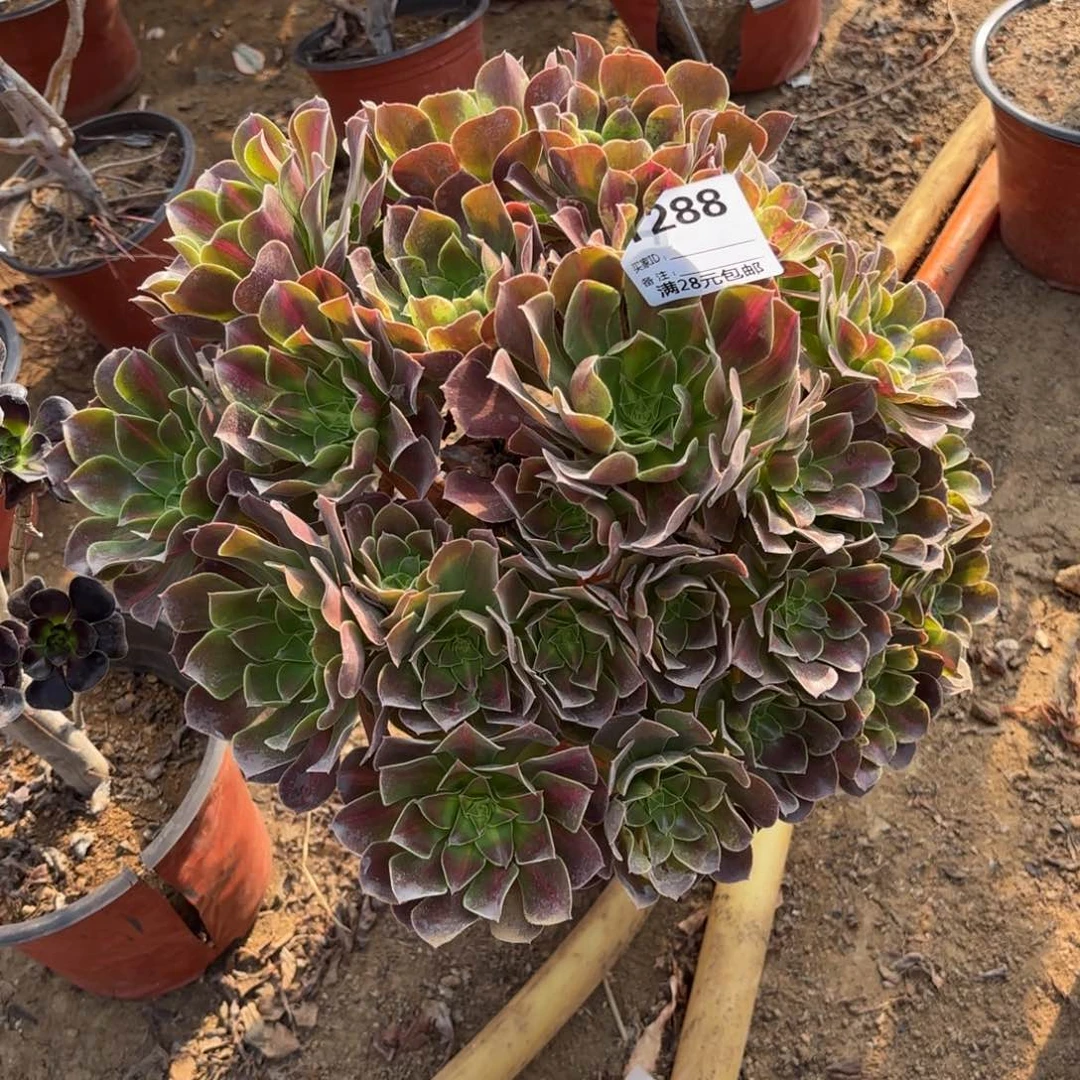 顺**然288女巫中班多肉植物