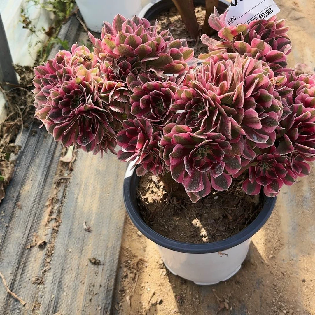 安*儿067粉女巫缀多肉植物