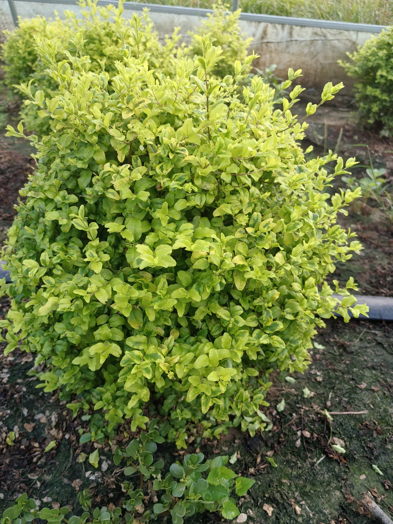 四季常青耐寒植物亮晶女贞球